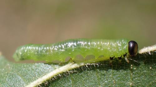 Pristiphora leucopus